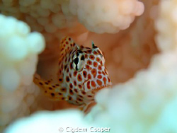 little leopard blenny.
Fuji F50 and Fantasea nano strobe by Cigdem Cooper 